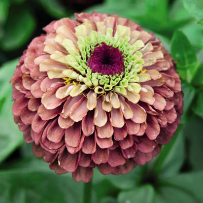 Image of Thompson & Morgan Zinnia Elegans Queen Red Lime 1 Seed Packet