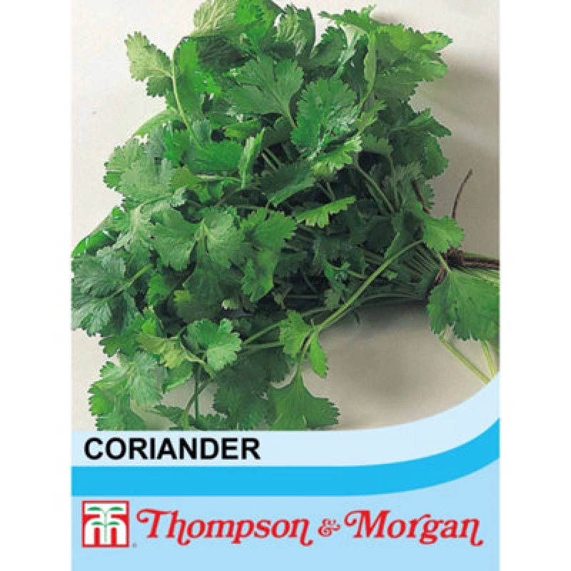Image of Thompson & Morgan Herb Coriander 1 Seed Packet (50 Seeds)