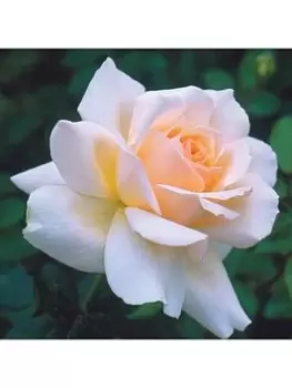 Image of 'Chandos Beauty' 3L Potted Rose Plant