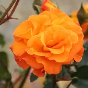 Image of YouGarden Rose 'Precious Amber'