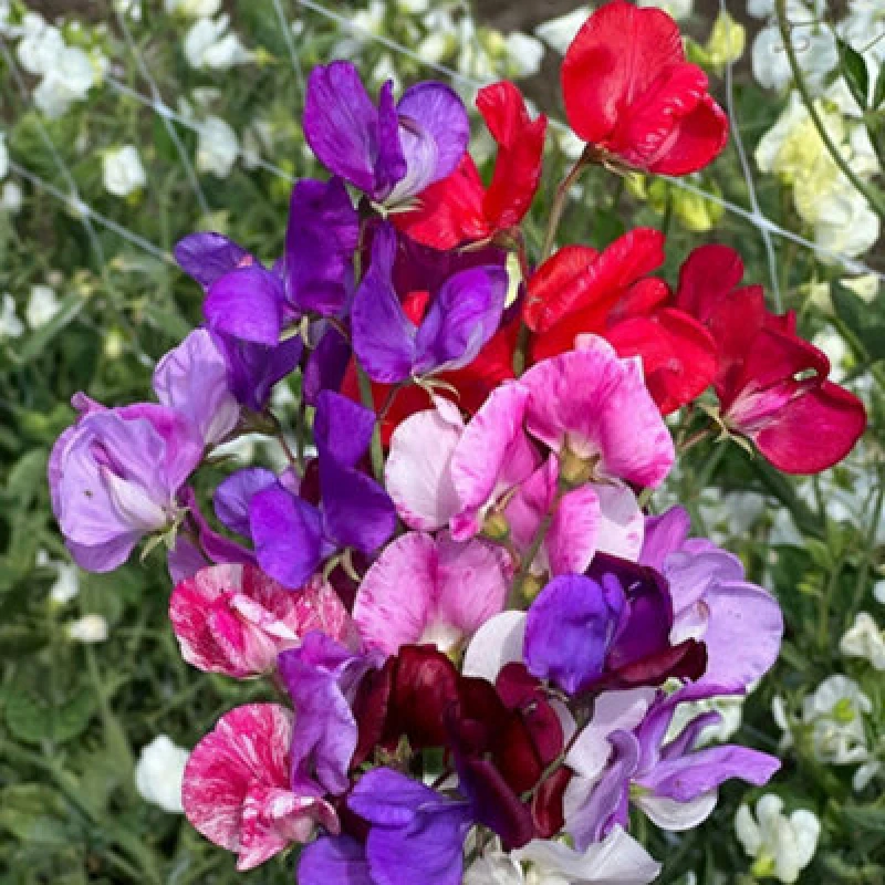 Image of Thompson & Morgan Sweet Pea Scentsational Mix Seeds - Mixed Colours Long Flowering Hardy Annual Approx 25 Seeds