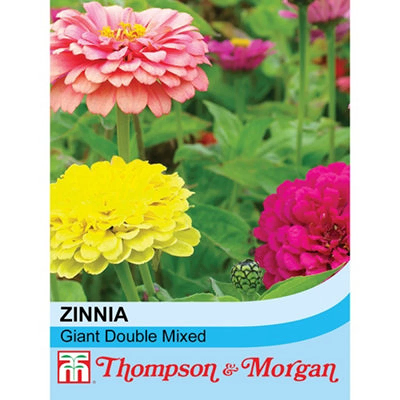 Image of Thompson & Morgan Zinnia Elegans Giant Double Mixed 1 Seed Packet (60 Seeds)