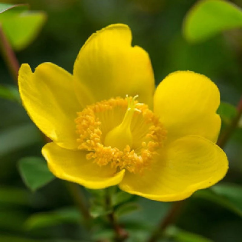 Image of Thompson & Morgan Hypericum Hidcote 3 Litre Potted Plant X 1