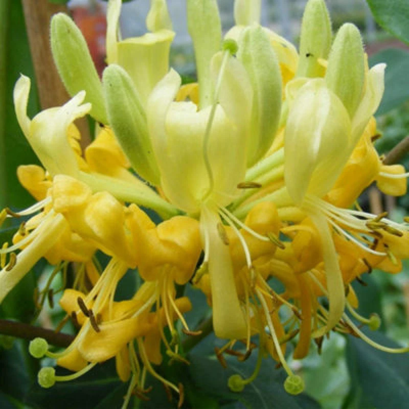Image of Thompson & Morgan Honeysuckle Lonicera Scentsation 3 Litre Potted Plant X 2