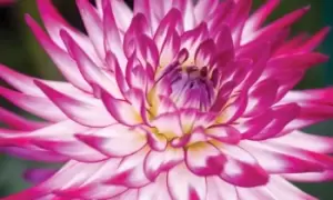 Image of Dahlia Badger Twinkle Bulbs: One Bulb