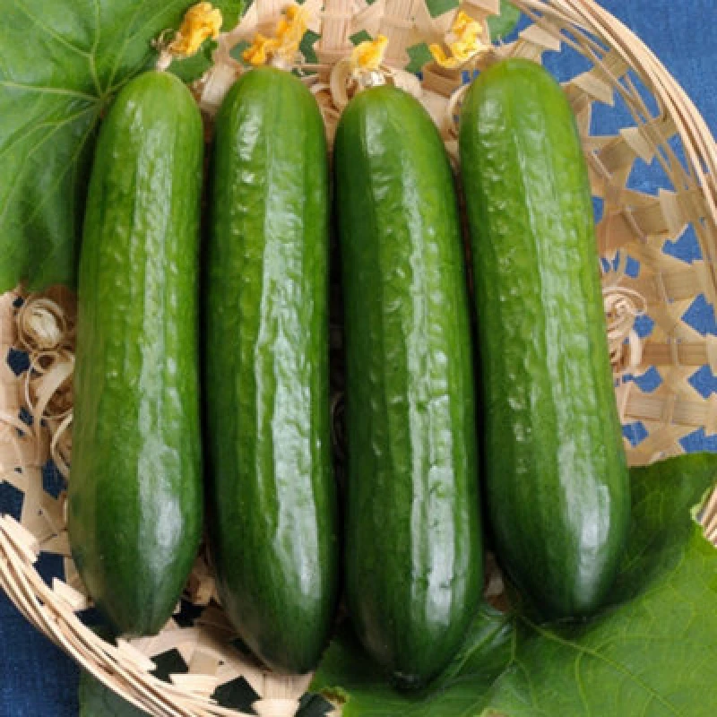 Image of Thompson & Morgan Cucumber Merlin F1 1 Seed Packet