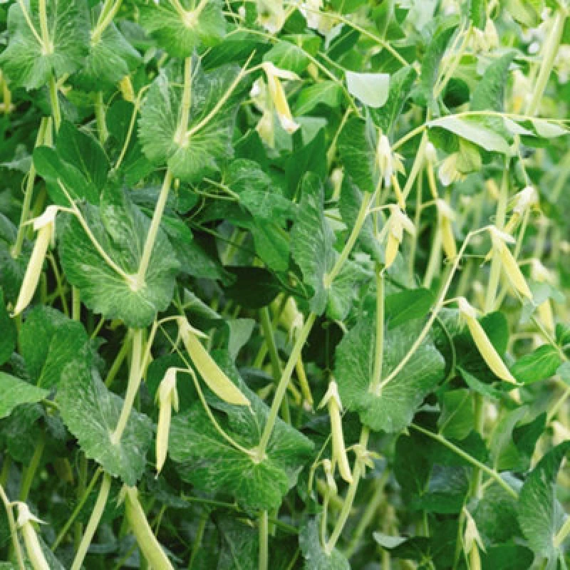 Image of Thompson & Morgan Pea Sugarsnap Opal Creek 1 Seed Packet