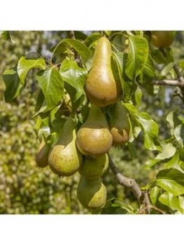 Image of Pear 'Conference' 5L