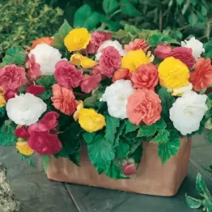 Image of Yougarden Begonia Non Stop x 10 Tubers