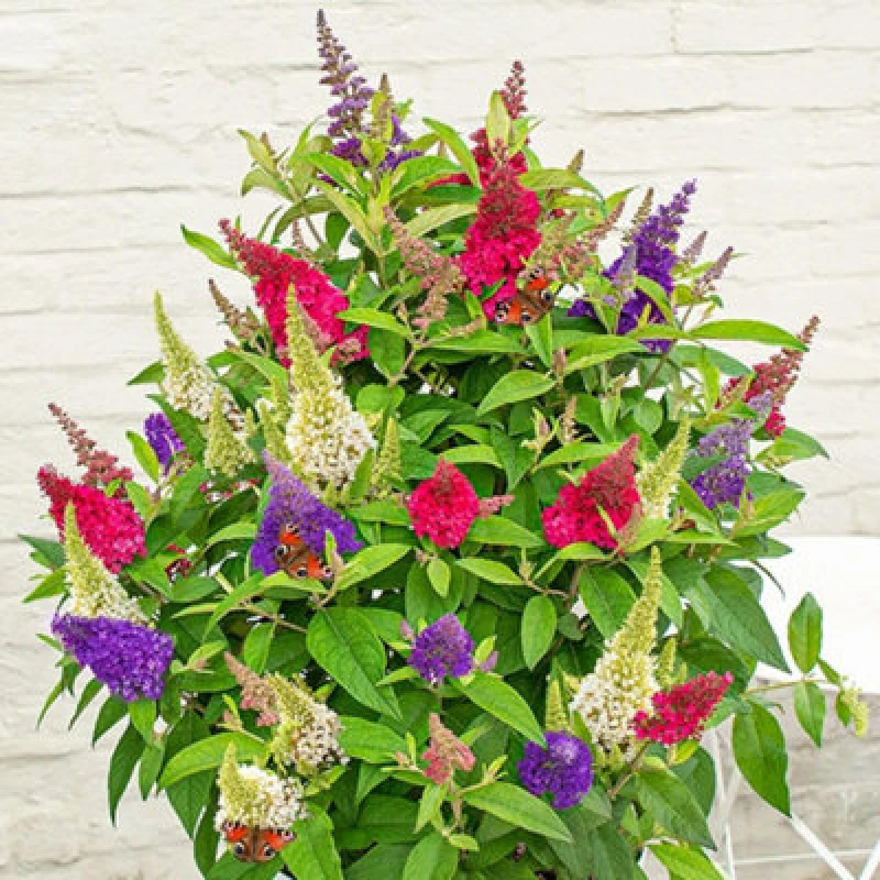 Image of Thompson & Morgan Buddleja Butterfly Candy Festival 3 Litre Potted Plant X 1