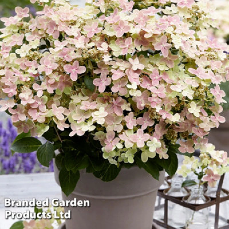 Image of Thompson & Morgan Hydrangea Paniculata Switch Ophelia - 1 X 9Cm Potted Plant