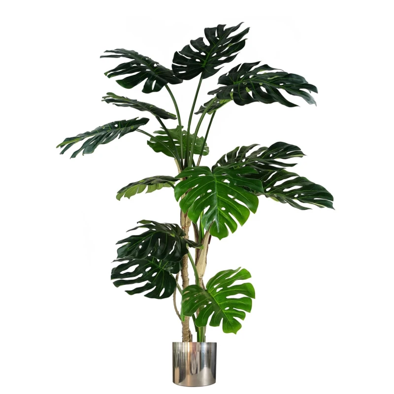 Image of N/A 150cm (5ft) Luxury Monstera Plant Black Pot Silver Metal Planter