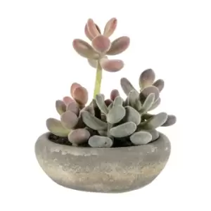 Image of Crossland Grove Graptoveria W/ Cement Bowl Large 150X150X190Mm