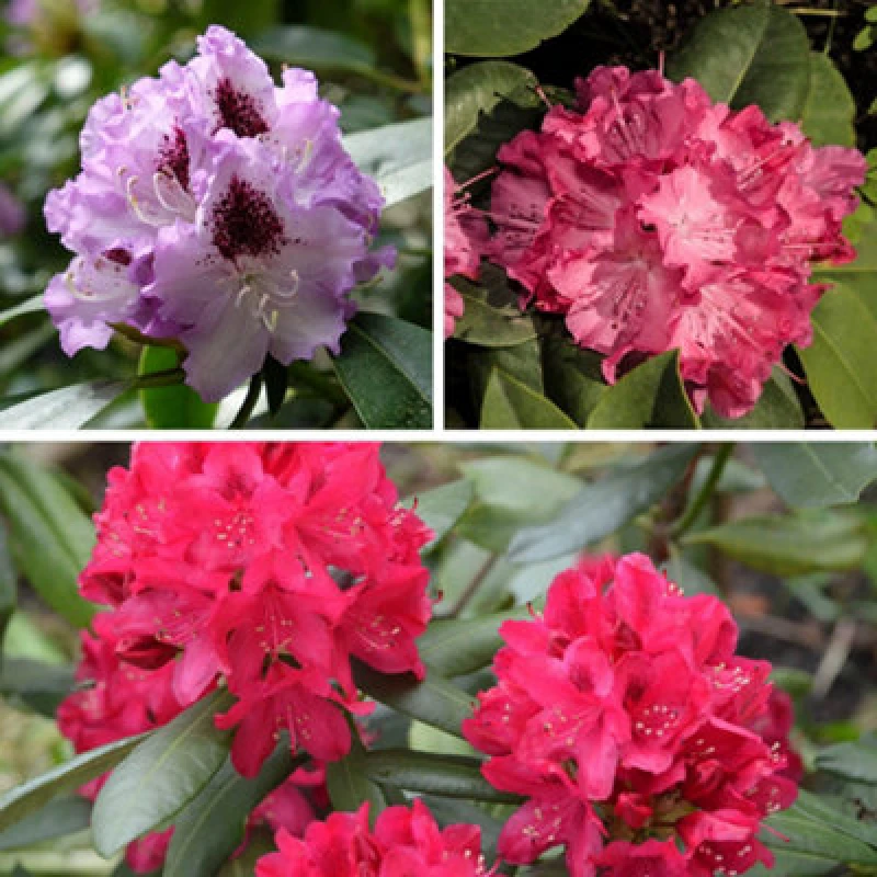Image of YouGarden Rhododendron Hybrid Collection Trees and Shrubs 3x15cm pot Multi 71342899000