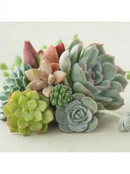 Image of Indoor Succulents Mix 6 Types In Mini 5.5Cm Plants