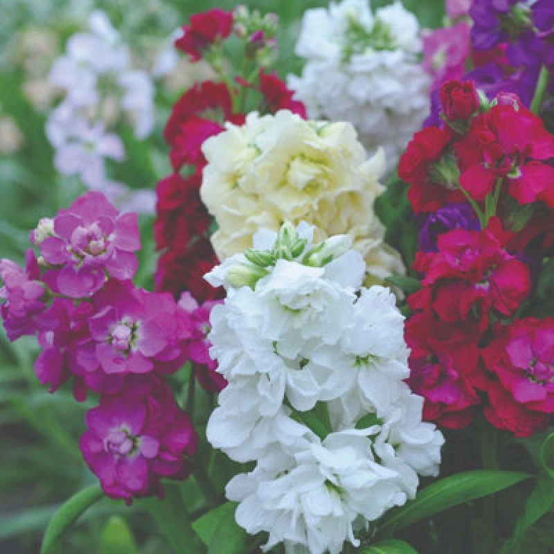 Image of Thompson & Morgan Stocks Dwarf Ten Week Mixed 1 Packet (250 Seeds)