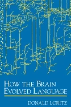 Image of how the brain evolved language