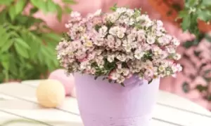 Image of Rose Cutie Pie Hardy Shrub Plant: Two