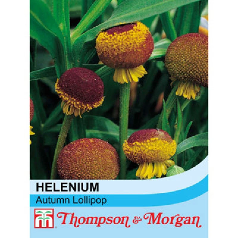 Image of Thompson & Morgan Helenium Puberulum Autumn Lollipop 1 Seed Packet (80 Seeds)