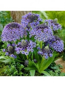 Image of Scilla Peruviana (Caribbean Lily) Bulbs X 3