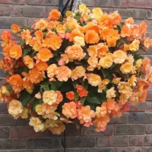 Image of YouGarden Pair of Begonia 'Apricot Shades' Hanging Baskets