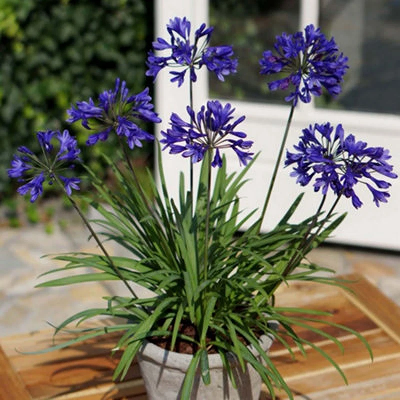 Image of Thompson & Morgan Agapanthus Brilliant Blue 3 Litre Potted Plant X 1