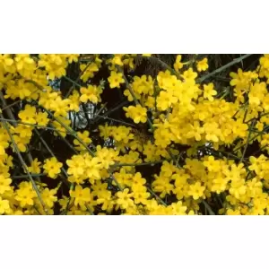 Image of Thompson & Morgan Thompson and Morgan Winter Jasmine 9cm Pot x 1