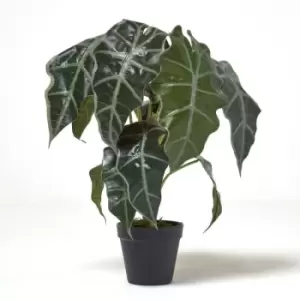 Image of Homescapes - Amazonica Elephant Ear Plant in Pot, 50cm Tall - Green