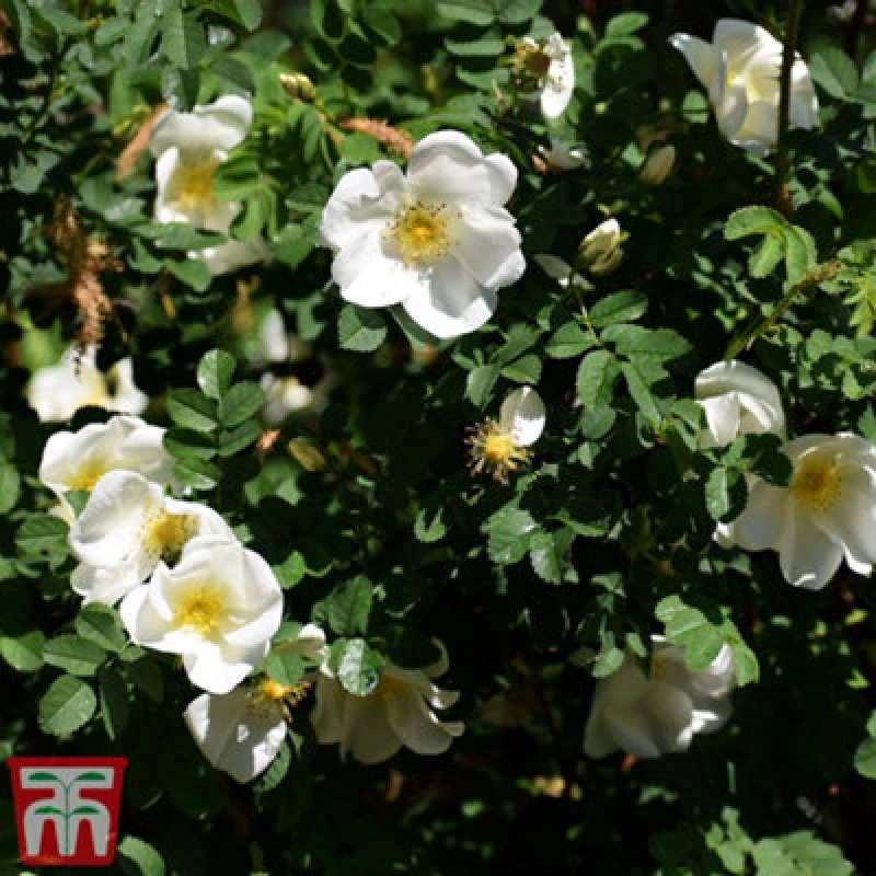 Image of Thompson & Morgan Rose (Shrub) Rugosa Alba 3.6 Litre Potted Plant X 1