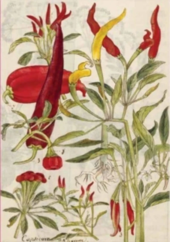 Image of Chilies & Spinach Hardcover Journal: Blank Notebook. Hardback. By Tuttle Studio Books