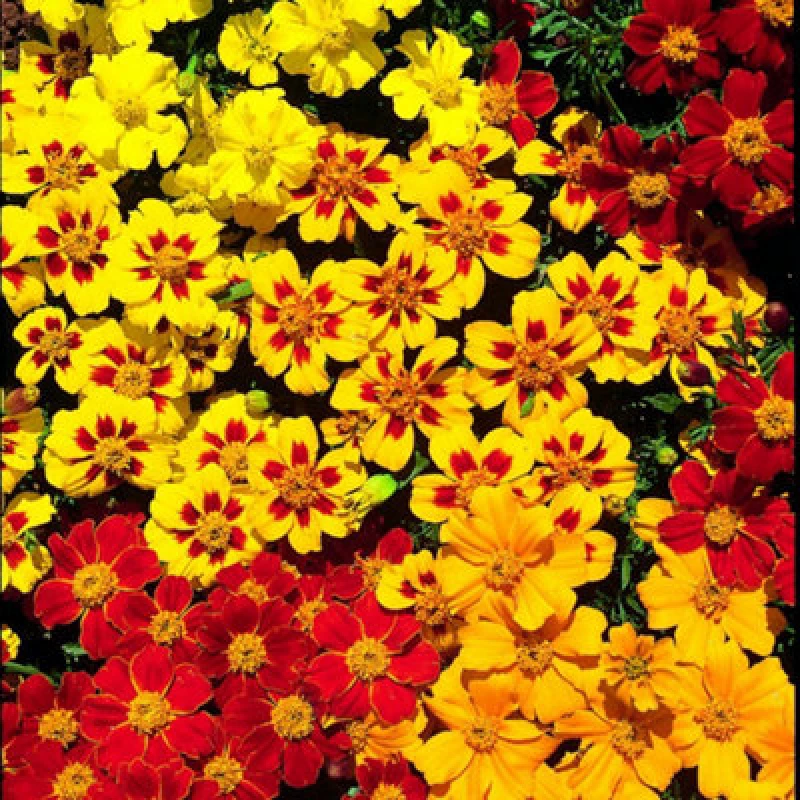 Image of Thompson & Morgan Marigold French Fantasia Mix 1 Packet (90 Seeds)