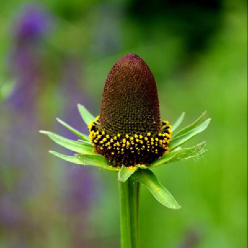 Image of Thompson & Morgan Rudbeckia Occidentalis Green Wizard Hardy Perennial Coneflower - 30 Seeds