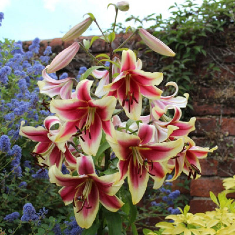 Image of You Garden Skyscraper Lily 'Matisse' - 3 Bulbs One Colour WFHUO Unisex