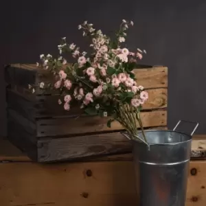Image of Pink Wild Meadow Rose