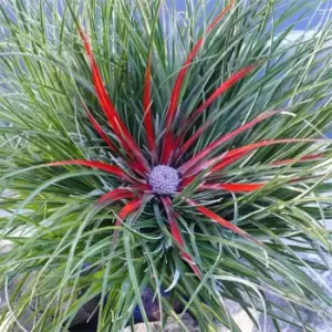 Image of YouGarden Bromeliad 'Fasicularia bicolour' Hardy 1L - Brown