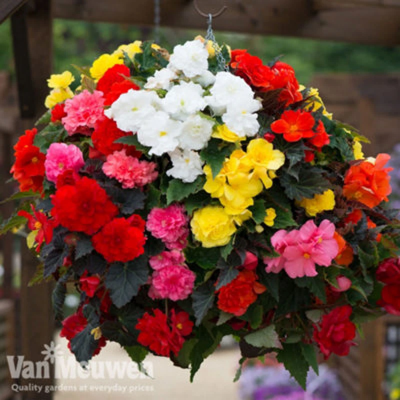 Image of Thompson & Morgan Begonia Nonstop Mixed 24 Plug Plants