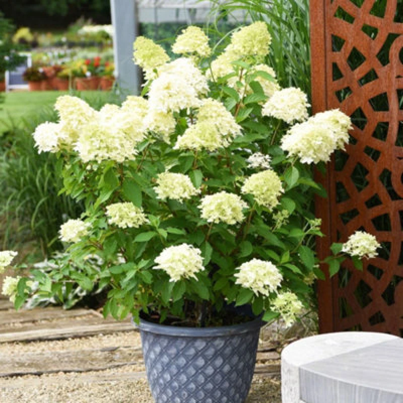 Image of Thompson & Morgan Hydrangea Paniculata Skyfall 3 Litre Potted Plant X 1
