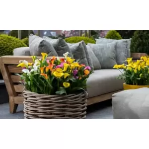 Image of Thompson & Morgan Thompson and Morgan Calla Lily Spectrum Mixed 20 Bulbs