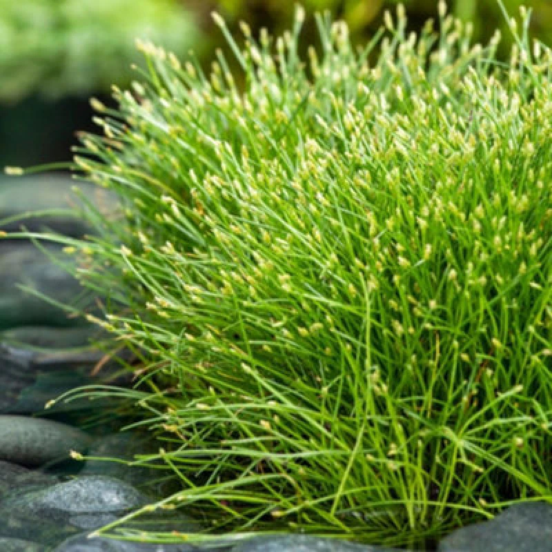 Image of Scirpus Isolepis Slender Club Rush Oxygenating Aquatic 11Cm Basket X1 By Thompson & Morgan