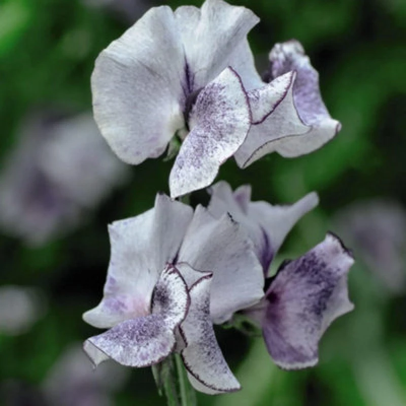 Image of Thompson & Morgan Sweet Pea Nimbus 1 Packet (25 Seeds + 25% Extra Free)