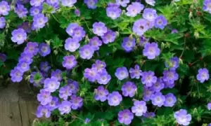 Image of Geranium Hardy Rozanne Plant: One