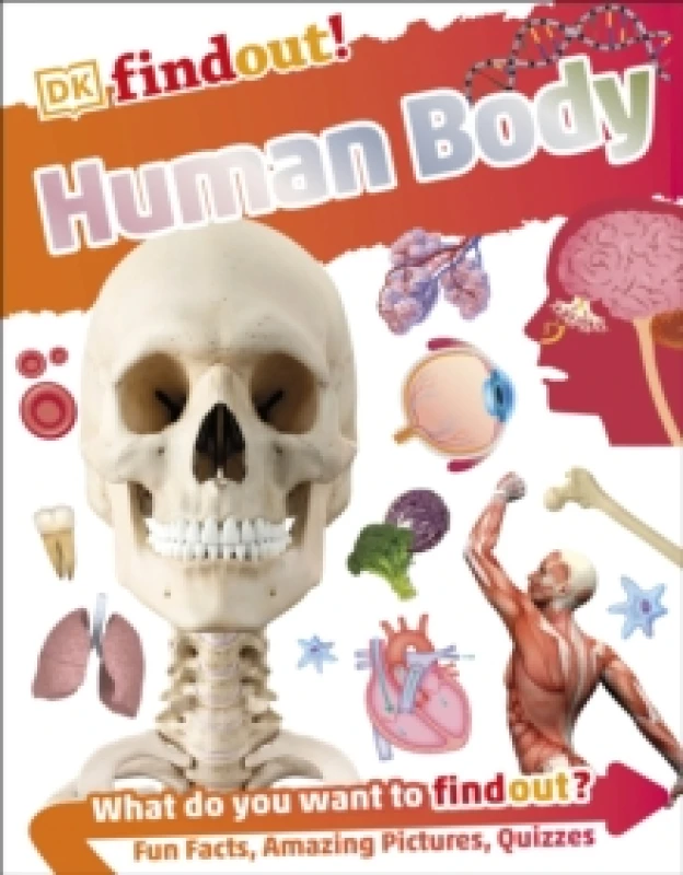 Image of DKfindout! Human Body Paperback / softback
