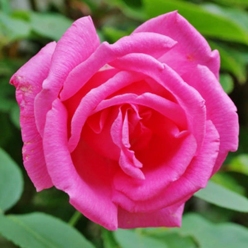 Image of Yougarden Rose 'zephirine Drouhin', Established Plant In 4 Litre Pot, Ready To Plant Thornless Climbing Rose For Pots, Borders, Or