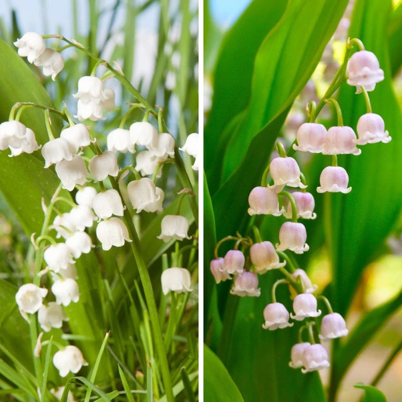 Image of Yougarden Pink And White Convallaria Pip Collection, 15 X Fragrant Flowering Pips, Ready To Plant Woodland Garden Colour For Pots