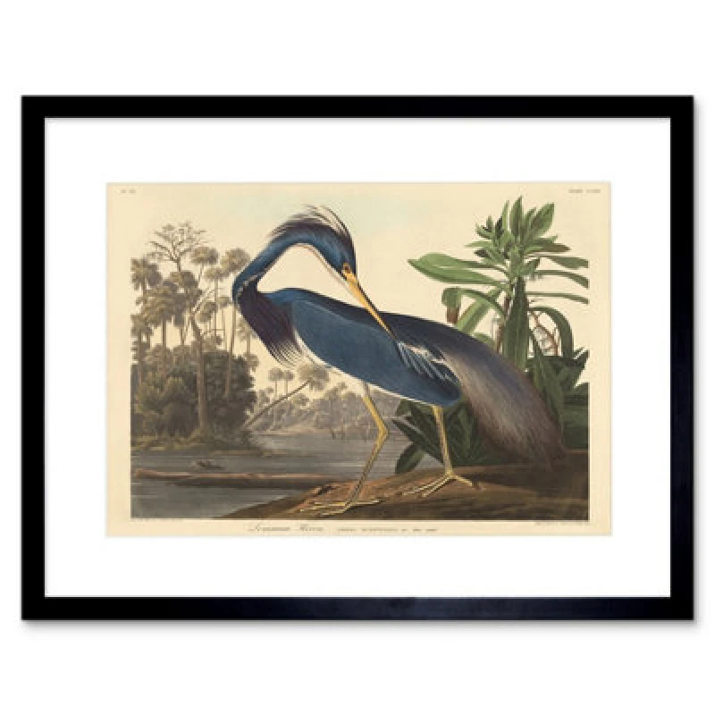 Image of Artery8 Painting Bird Audubon Louisiana Heron 12X16" Framed Wall Art Print
