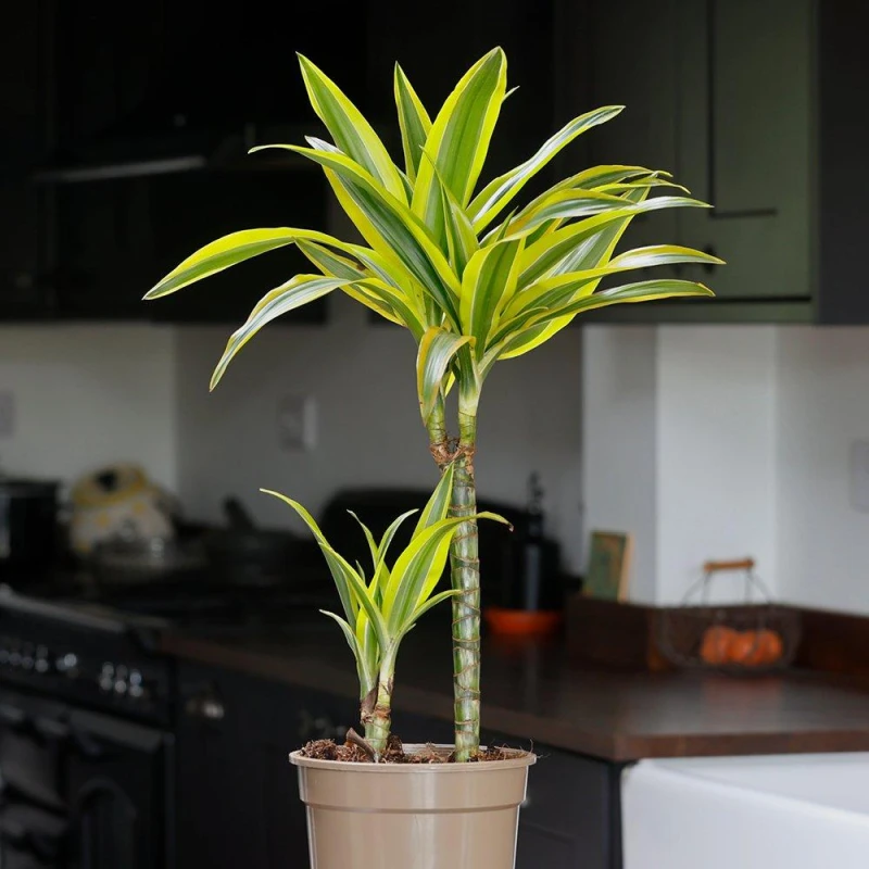 Image of YouGarden Dracaena deremensis Lemon & Lime (17cm 2 Stem) Multi unisex 17cm pot