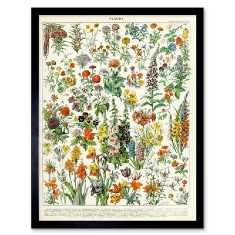 Image of Wee Blue Coo Millot Encyclopedia Page Flowers Plants 12X16" Framed Wall Art Print