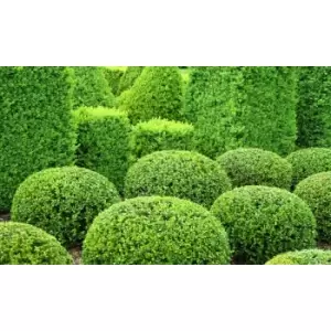 Image of Thompson & Morgan Thompson and Morgan Box Hedging 9cm pot - 50 plants