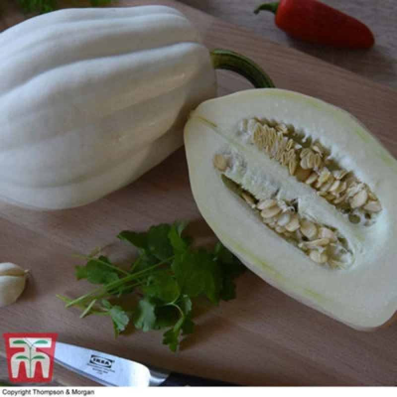 Image of Thompson & Morgan Winter Squash Mashed Potatoes 1 Seed Packet (12 Seeds)