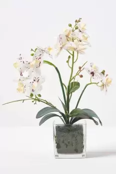Image of White Orchid 42cm Phalaenopsis in Glass Pot